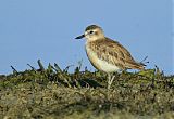 Red-breasted Dotterelborder=